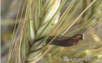 Livestock farmers warned of risk posed by two types of fungi