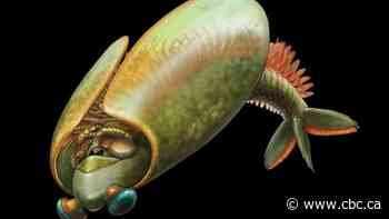 Meet this 500 million-year-old, taco-shaped marine creature that has 30 pairs of legs