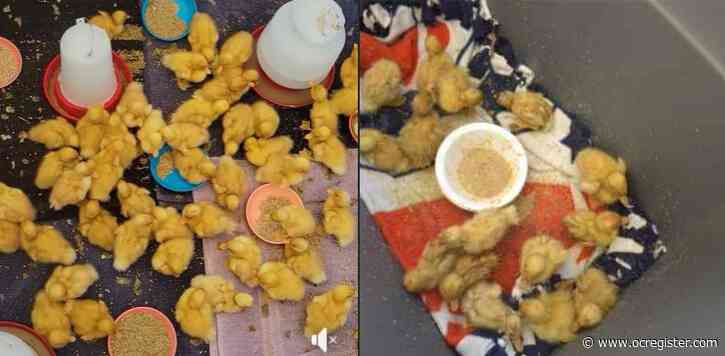 Riverside duck sanctuary tries to save hundreds of balut hatchlings outside Orange County Walmart