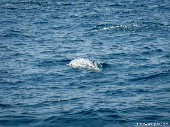 “Ghostly” dolphin sighted off Dana Point