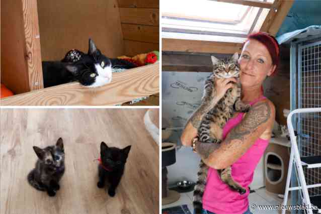 Véronique (41) zet zich al zes jaar in voor verwaarloosde en achtergelaten katten met het Duffels kattenhuisje: “De nood is hoog”