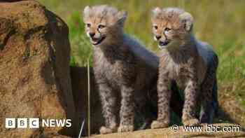 Endangered cheetah cubs take first steps outdoors