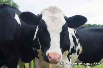 Welsh farmer fined over &#163;6,000 after breaching cattle regulations