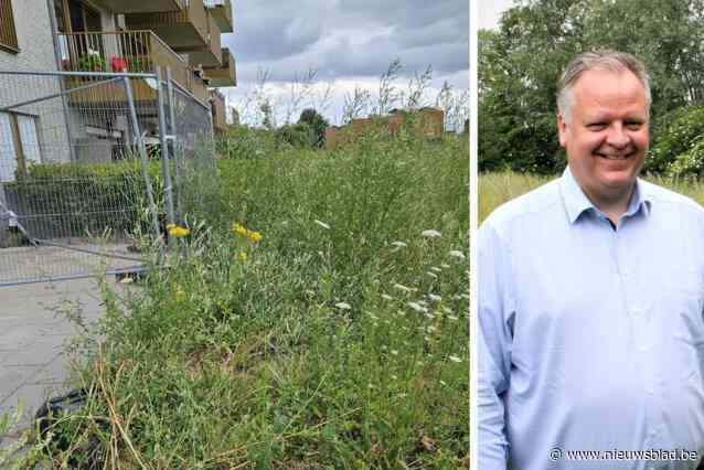 Bewoners Hoedhaarwijk klagen na vandalisme nu ook over welig tierend onkruid: “De ratten lopen hier vlak voor onze deuren rond”