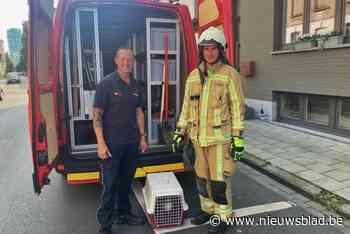 Brandweer redt meeuwenkuikens uit leegstaande woning