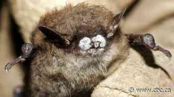 Scientists monitor the Outaouais' bat population to fight back against white-nose syndrome