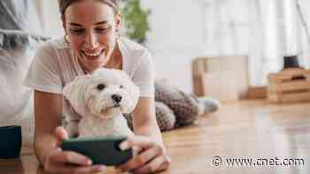 The Best Home Pet Cams for 2024