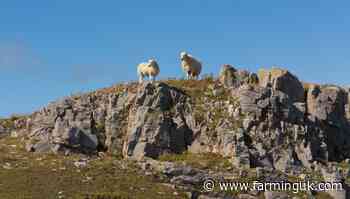 Plummeting flock and farm numbers in Wales of &#39;real concern&#39;