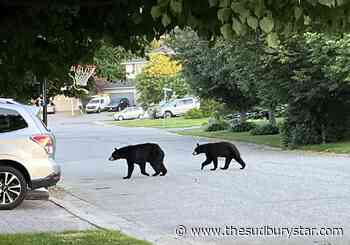 UPDATE: Bear activity closes trail in Lake Laurentian Conservation Area