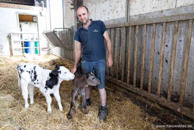 In tijden van stikstofdiscussie komt boer Peter (51) met simpele oplossing: “De uitstoot van onze koeien is al met een derde verminderd”