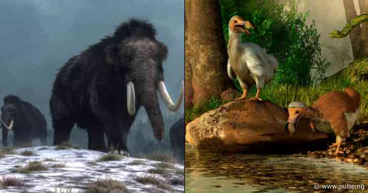 5 animals humans ate to extinction