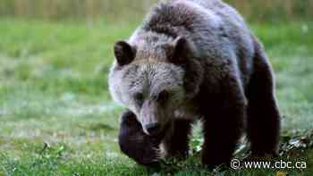 Man punches grizzly in face during bear attack in northern B.C.