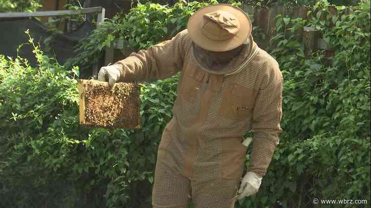 Amateur beekeeper studies, collects bees in hopes of starting research study at his university