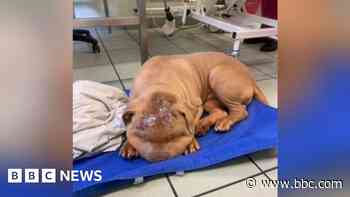 Puppy beaten so badly it had to be put down