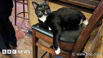 Anger over plans to remove cats from pub