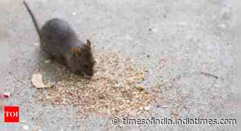 Hantavirus: Are there cases in India as well?