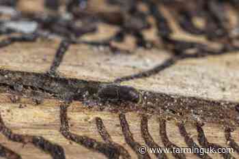 Farmers to look out for serious tree pest after new outbreaks