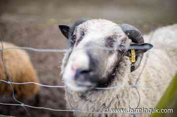 Ban on the live export of animals from GB comes into effect