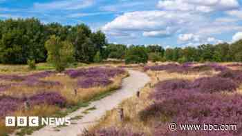 Wild flowers attract rare bees to urban common