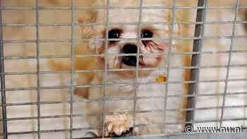 Eerselse hondenfokker met totaalverbod in Nederland nu mogelijk actief in België