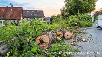 Baumfällung in Althengstett: Warum plötzlich  drei Kastanien fehlen
