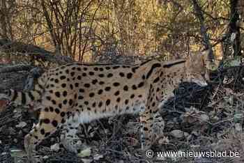 Zeven van de acht servals van Natuurhulpcentrum kunnen naar Zuid-Afrika