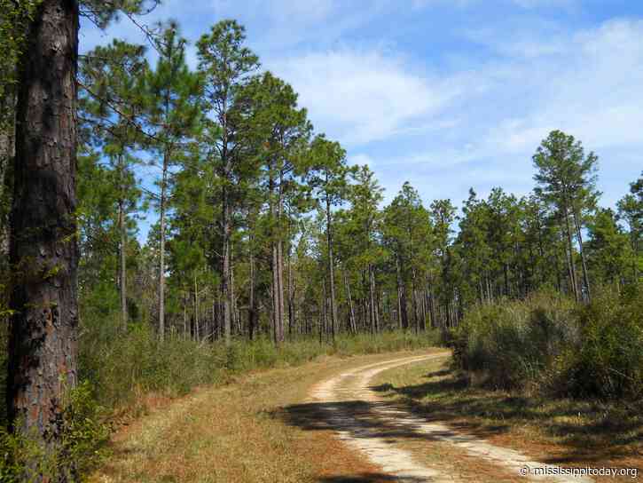 A company wanted to store carbon under US forests. It may get its wish.