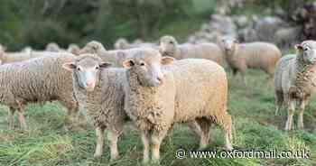 PETA warning following brutal sheep killing in Oxfordshire