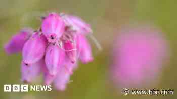 Scottish bog gets world heritage status