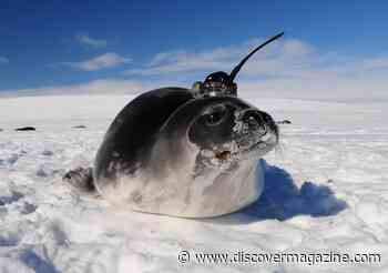 Tagging Seals With Sensors Helps Scientists Track Ocean Currents