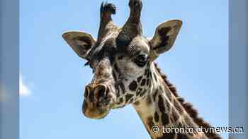 Toronto Zoo shares what led to 2-year-old giraffe’s death