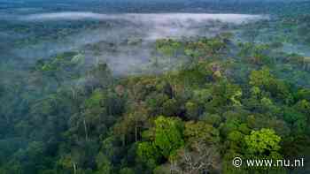 Megaboete in unieke klimaatzaak voor Braziliaanse boer die Amazone ontboste