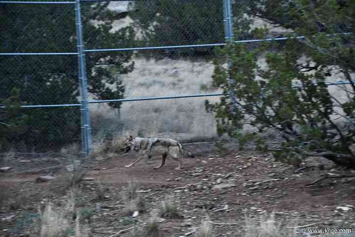 Female Mexican gray wolf to be held through 2025 breeding season