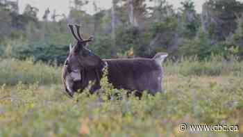 Jasper wildfire brings new threat to dwindling caribou herds