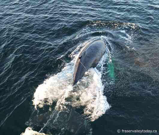 Department of Fisheries untangles gear from humpback whale off B.C.’s coast