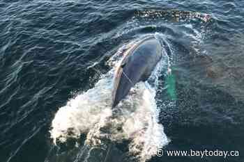 Department of Fisheries untangles gear from humpback whale off B.C.'s coast