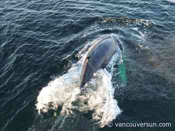 Entangled humpback whale near Texada Island gets help from fisheries staff