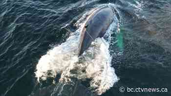 Department of Fisheries untangles gear from humpback whale off B.C.'s coast