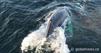 Crews rescue humpback whale entangled off B.C. coast