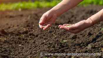 Samen aus eigenen Zucchini gewinnen: Was wichtig ist, damit sie nicht giftig werden