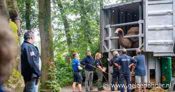 Burgers’ Zoo vangt oudere damesolifanten uit Belfast op, ‘kisttraining’ zorgt voor soepele overtocht