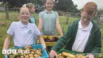 Children's no dig fruit and veg farm reaps award