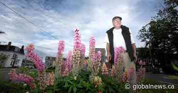 Why does purple dominate in lupin fields? Biology and the bees, says scientist