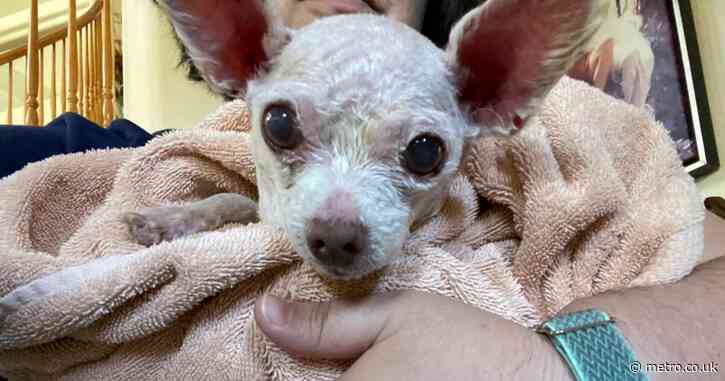 Gizmo the Chihuahua reunited with owner nine years after he went missing