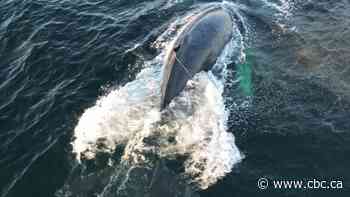 Rescuers untangle gear from humpback whale off B.C.'s coast