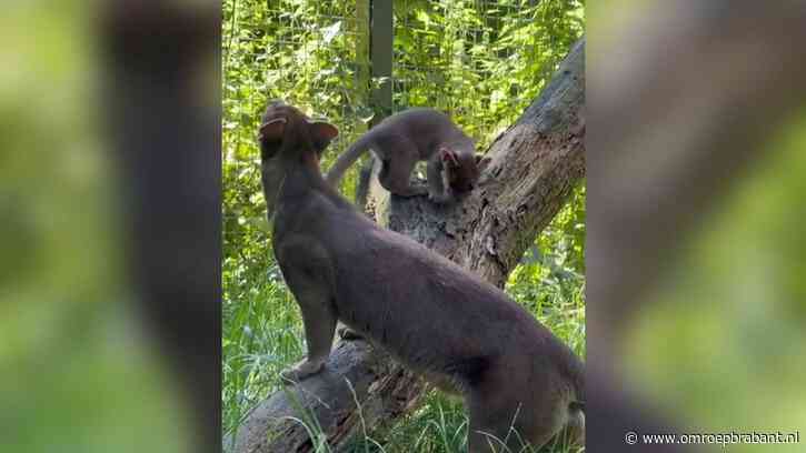 Superschattig: pasgeboren fretkat voor het eerst naar buiten in dierentuin