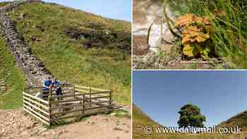 The rebirth of the Sycamore Gap Tree! Delighted scientists confirm eight new shoots are growing from the stump of the iconic tree - 10 months after it was tragically felled