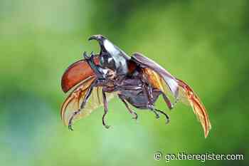 Beetle mania: How bugs are inspiring the next gen of robot aviators