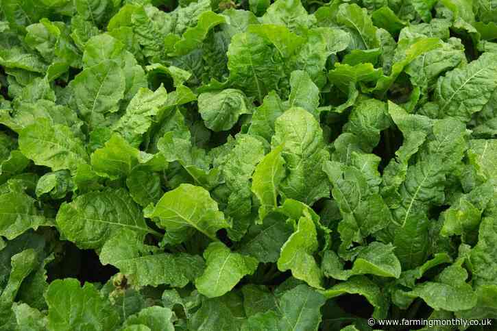 Biofertiliser boost for sugar beet growth