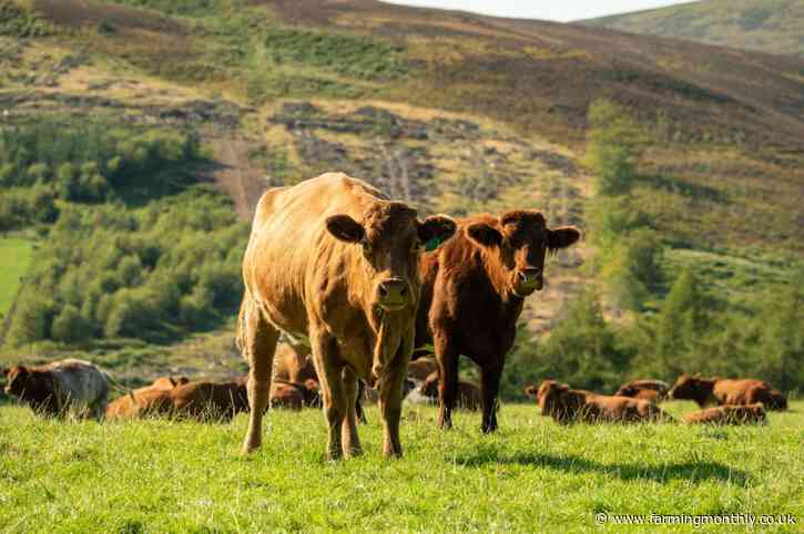 Farmers warned of potential risk to livestock posed by fusarium and ergot in grain